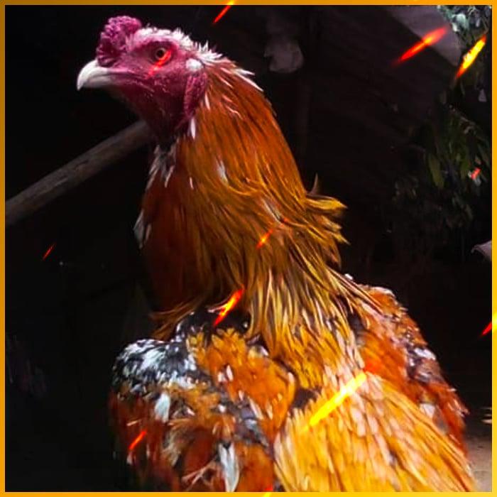 588ws เว็บตรง สล็อต ฝากถอนออโต้ ไม่ผ่านเอเย่นต์ 2026